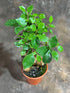 Generic 4" PLANTVERS Bonsai Ginseng in Grow Pot Ficus Macrocarpa Bonsaificus Live Indoor Bonsai Tree Easy Care