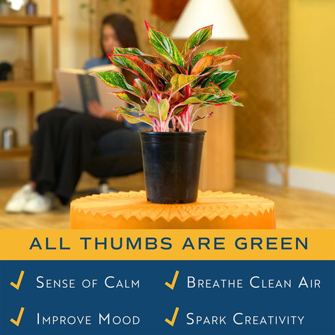 1-2 Costa Farms Chinese Evergreen Live Plant, Aglaonema, Easy Care Low Light Houseplant in Nursery Pot, Potted
