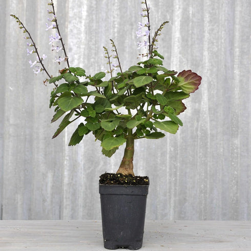 3" (2.6x3.5) Plectranthus Ernstii Caudex, Bonsai Mint, Caudex, Caudiciform Plectranthus, Spurflower, Upright Plant