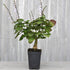 3" (2.6x3.5) Plectranthus Ernstii Caudex, Bonsai Mint, Caudex, Caudiciform Plectranthus, Spurflower, Upright Plant