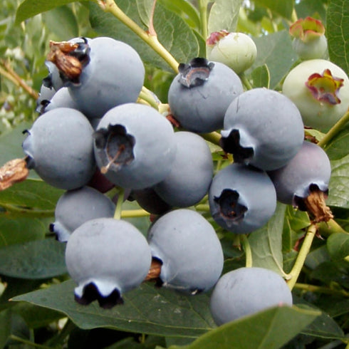 (2 32 Wilderness Poets, Organic Oregon Blueberries (Sweetened with Organic Apples) - Whole Dried Fruit Pound - Ounce)