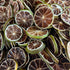 110 100% 3.5 oz |100 Dehydrated Dried Lime Slices | Lime Wheels | + Slices Approx | Natural No Added Sugars |