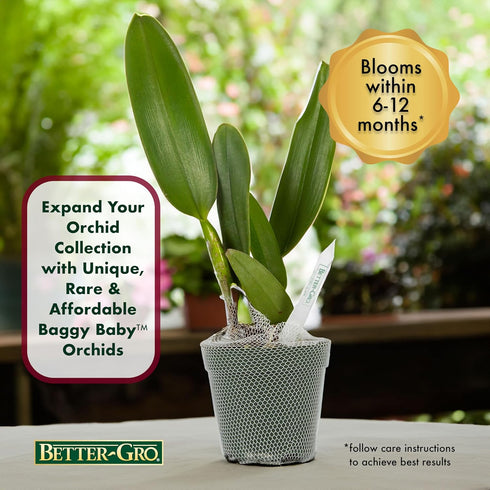 4" 6-12 Better-Gro Cattleya Hybrid RLC. Goldenzelle 'Lemon Chiffon, Live Plant, Blooms in Months with Proper Care