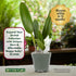 4" 6-12 Better-Gro Cattleya Hybrid RLC. Goldenzelle 'Lemon Chiffon, Live Plant, Blooms in Months with Proper Care