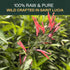 RICH SOL FOODS 44g St. Johns Bush Hormone Balance tea for Women, Menstrual Cramp Relief, PCOS and Fibroid Support