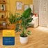 2-3 Costa Farms White Bird of Paradise Live Plant in Decorative Pot, Large Indoor Houseplant, Perfect for Home, Room