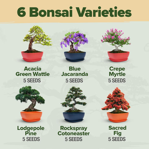 6 HOME GROWN Bonsai Tree Kit Heirloom Varieties with Unique Pots DIY Bonsai Starter Kit for Adults & Beginners