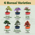 6 HOME GROWN Bonsai Tree Kit Heirloom Varieties with Unique Pots DIY Bonsai Starter Kit for Adults & Beginners