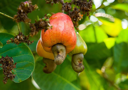 8 Food to Live Organic Dry Roasted Whole Cashews, Ounces Non-GMO, Unsalted, Oven Roasted Nuts, No Oil Added, Kosher