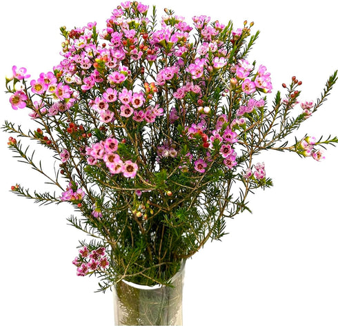 15 Pink Wax flower Fresh Cut Flowers Good flowering period Long flowering period Next day delivery Fresh Delivery