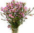 15 Pink Wax flower Fresh Cut Flowers Good flowering period Long flowering period Next day delivery Fresh Delivery
