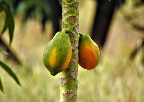 2 Food to Live Organic Papaya Powder, Pounds - Non-GMO, Made from Raw Dried Fruit, Unsulfured, Vegan, Bulk, Great