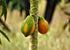 2 Food to Live Organic Papaya Powder, Pounds - Non-GMO, Made from Raw Dried Fruit, Unsulfured, Vegan, Bulk, Great