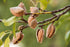 8 Food to Live Dry Roasted California Almonds with Himalayan Salt, Ounces Oven Roasted, Lightly Salted Nuts, No Oil