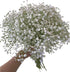 10 Stems Fresh White Gypsophila Flowers Can Be Stored In Water Or