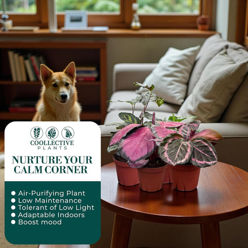 (4-Pack) 4 CoollectivePlants Calathea Assorted Collection Live Indoor Plants in Nursery Pots, Easy Care Tropical