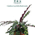 6" CoollectivePlants Calathea Lancifolia 'Rattlesnake' | Live Indoor Houseplant in Pot, Easy Care, Low Maintenance