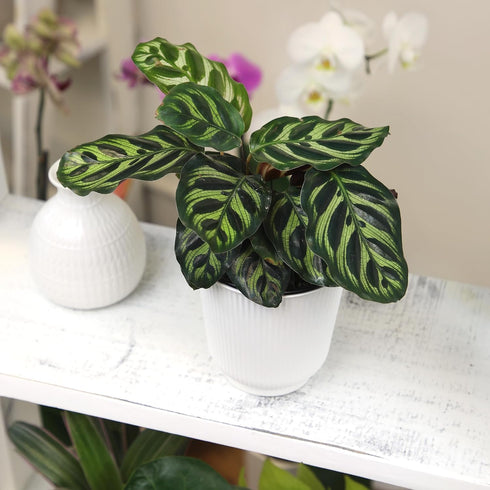 4 Inch Altman Plants Calathea Live Plant Decor, Makoyana Prayer Plant in White Plastic Plant Pot, Easy Plant Gift, Pet