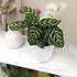 4 Inch Altman Plants Calathea Live Plant Decor, Makoyana Prayer Plant in White Plastic Plant Pot, Easy Plant Gift, Pet