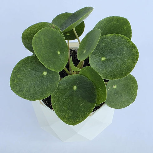 Chinese Money Plant Live (Pilea Peperomioides) in White Geometric Self-Watering Planter, Modern Indoor Houseplant