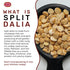 Spicy World 5 LB Daliya Split (Roasted Split Chickpeas Dalia) Bulk Jar - All Natural, Pure, For Chutneys, South Indian