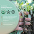 1 lb 100% 16 Worldwide Botanicals Organic Burdock Root - Arctium lappa - Raz de Bardana Cut & Sift, Excellent Detox