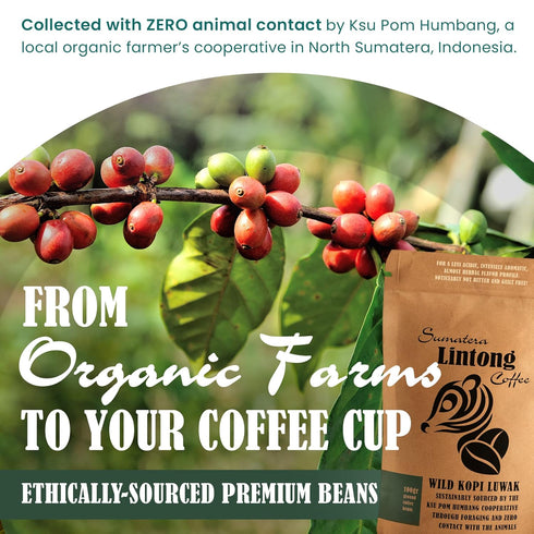 Ground Wild Kopi Luwak 100gr) , the Worlds Most Exclusive Coffee, Sustainably Sourced From Sumatra, Indonesia (Ground