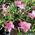 5 5-8 Inches Brussel's Bonsai - Live Satsuki Azalea Bonsai Tree with Bonsai Pot and Humidity Tray, Outdoor Flowering
