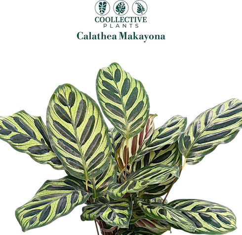 6 CoollectivePlants Calathea Makoyana Live Indoor Plant in Grower Pot, Easy Care Tropical Houseplant, Low Maintenance