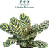 6 CoollectivePlants Calathea Makoyana Live Indoor Plant in Grower Pot, Easy Care Tropical Houseplant, Low Maintenance