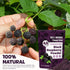 6.35oz (180g) Freeze Dried Black Raspberry Powder - No Added Sugar, Resealable Pouch, Rich Berry Flavor for Smoothies