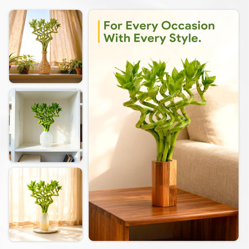 10 8 Inch Fresh Lucky Bamboo Stalks Spiral Style Live Plant - for Home Office Decor, Feng Shui & Good Fortune