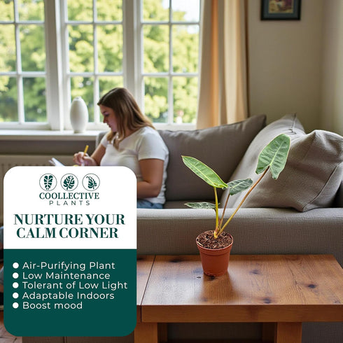 2 CoollectivePlants Philodendron Billietiae Croat Live Plant in Grower Pot Rare Indoor Houseplant, Easy Care Tropical