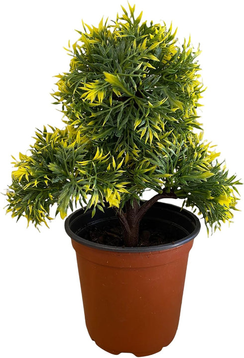 Pixies Gardens Gorgeous Bonsai with Very Attractive Pot