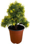 Pixies Gardens Gorgeous Bonsai with Very Attractive Pot