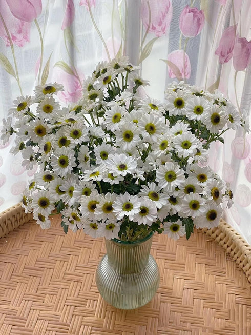 19 Stems Fresh Panda Bicolor Daisies Flowers Well Maintained Long Blooming Hydroponic Flower Arrangement Gift for Home