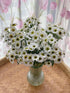 19 Stems Fresh Panda Bicolor Daisies Flowers Well Maintained Long Blooming Hydroponic Flower Arrangement Gift for Home