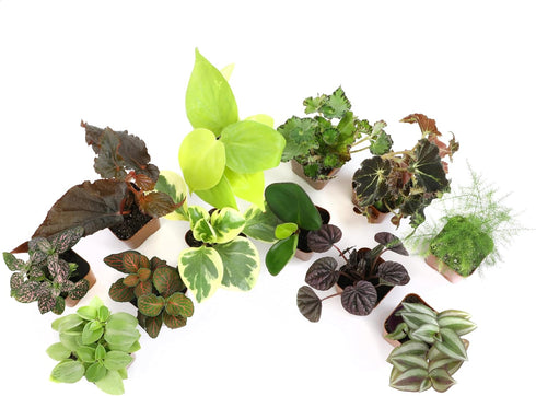 (12PK), Altman Plants Live Houseplants Indoor Plants for Delivery Prime, Live Plants and Gardening Gifts for Plant
