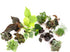 (12PK), Altman Plants Live Houseplants Indoor Plants for Delivery Prime, Live Plants and Gardening Gifts for Plant