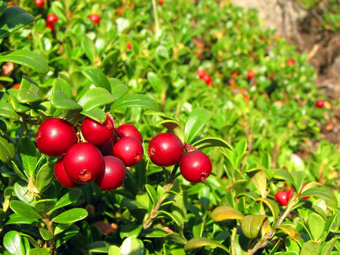 5 Food to Live Dried Cranberries, Pounds Raw, Kosher, Vegan, Lightly Sweetened and Coated with Sunflower Oil