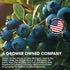 Cherry Bay Orchards Dried Blueberries (6oz Bag) - 100% Domestic, Natural, Kosher, Gluten-Free, GMO Free, Resealable