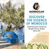 2-Pack, 500 ml MOROCCAN OLIVE GROVE - The Blue Olive Oil, Bright & Fruity Desert Olive Oil Extra Virgin, Versatile