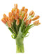 Blooms2Door - 30 Orange Tulips (Farm-Fresh Flowers and Homegrown in the USA)