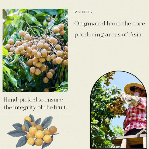 WYHHNDY (150g/5.2oz) packaged 100% Premium dried longan Longan pulp | Lndividually for easy storage | natural |