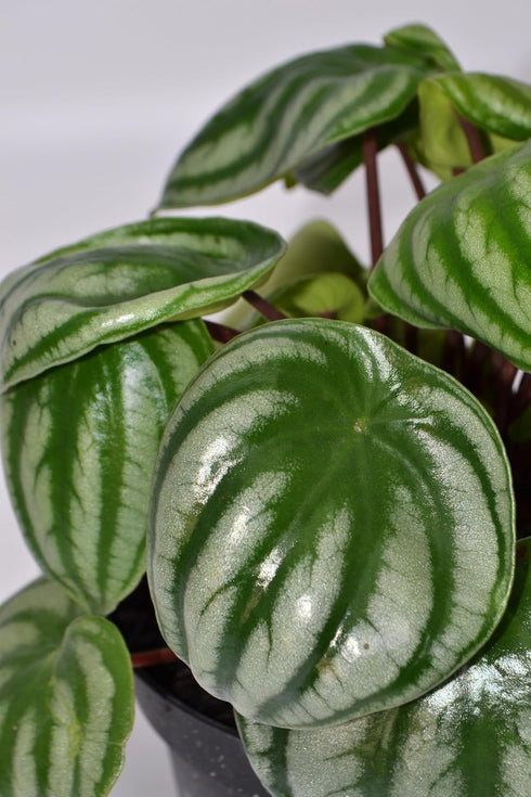 6 Inch 3-Pack Live Peperomia Growers Choice in Nursery Grower Pot | Easy-Care Indoor Houseplant for Home and Office