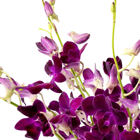 Generic (10 Fresh Cut Orchids Flowers - Purple Orchids Bouquet - PRIME QUALITY - Gift for Easter, Anniversaries