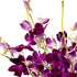 Generic (10 Fresh Cut Orchids Flowers - Purple Orchids Bouquet - PRIME QUALITY - Gift for Easter, Anniversaries