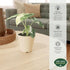 Arcadia Garden Products 4-inch, Live Frydek Variegated Alocasia Rare Indoor Houseplant in Plastic Pot, Tropical Plant
