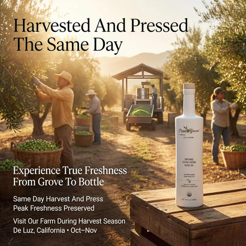 16.9Oz 2024 2025 Pura Grove Organic Cold Pressed Extra Virgin Olive Oil Premium Grade - High Polyphenol - Hand