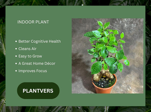 Generic 4" PLANTVERS Bonsai Ginseng in Grow Pot Ficus Macrocarpa Bonsaificus Live Indoor Bonsai Tree Easy Care